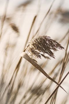 Schilf im Wind von Evelien