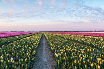 Field of flowers with tulips by Ilya Korzelius