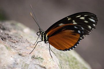 Tropische vlinder van Jarno Pors