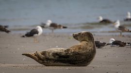 Lets take it easy. by Randy van Domselaar