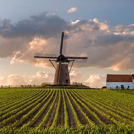 Düffels Möl - Montferland van Natuurlijk Achterhoek