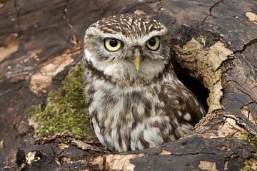 Little owl looking up out of tree cavity by Jeroen Stel