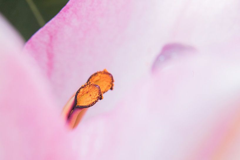 Binnenin de roze tulp van de buurtfotograaf Leontien