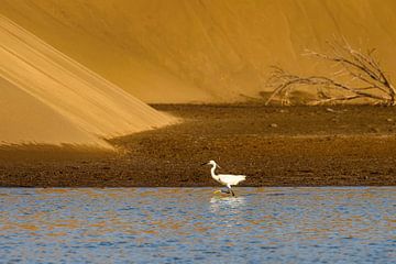 Little egret in the Charca of Maspalomas by Katho Menden
