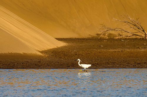 Kleine zilverreiger in de Charca van Maspalomas
