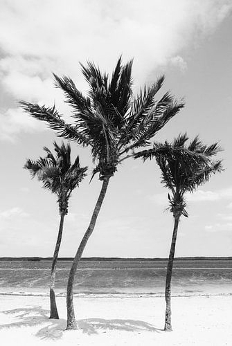 Tropische Palmen | Schwarz-Weiß-Fotografie | Florida | Strand