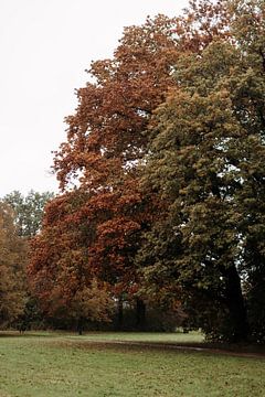 Herfst in het park van Heleen. Visual Storytelling
