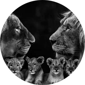 Leeuwen familie met 4 welpen van Bert Hooijer