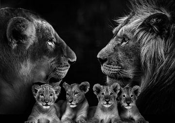 Lion family with 4 cubs by Bert Hooijer
