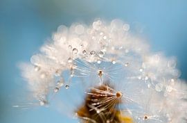 Löwenzahnflaum, Zärtlichkeit in Tropfen