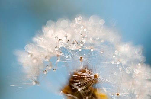 Löwenzahnflaum, Zärtlichkeit in Tropfen von Hilde Remerie Fotografie und digitale Kunst