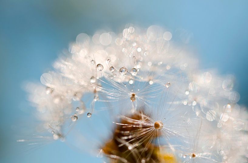 Peluche de pissenlit, Tendresse en gouttes par Hilde Remerie Photographie et art numérique