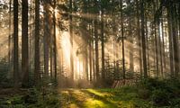 Zonnestralen Zwarte Woud