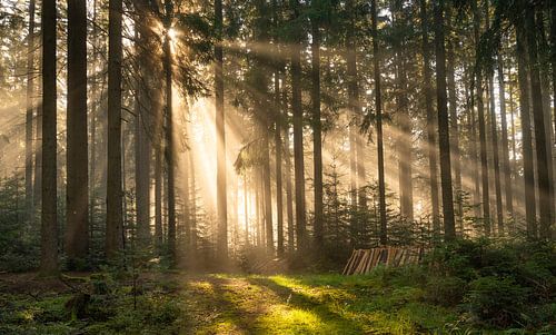Sunbeams Schwarzwald