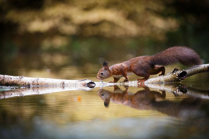 Squirrel with reflection by Pieterpb