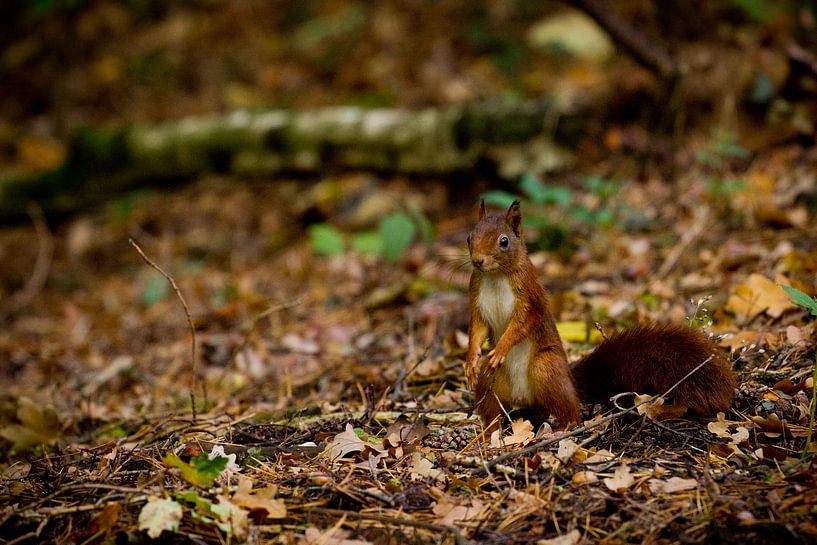 Ecureuil par Ronald Bruijniks
