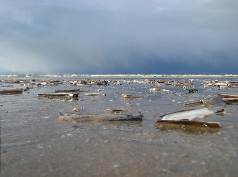Schelpen scheermes schelpen op het strand van Sigune italiaanser