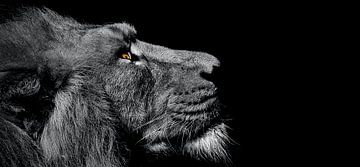Der Löwe schaut weg auf schwarzem Hintergrund von MADK