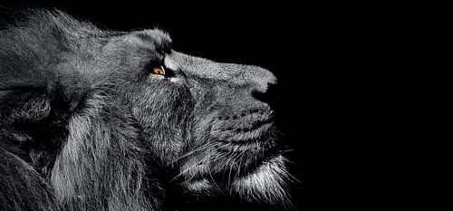 The lion looking away on a black background