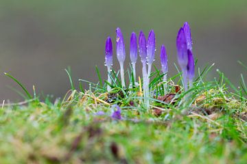 Krokus in de knop