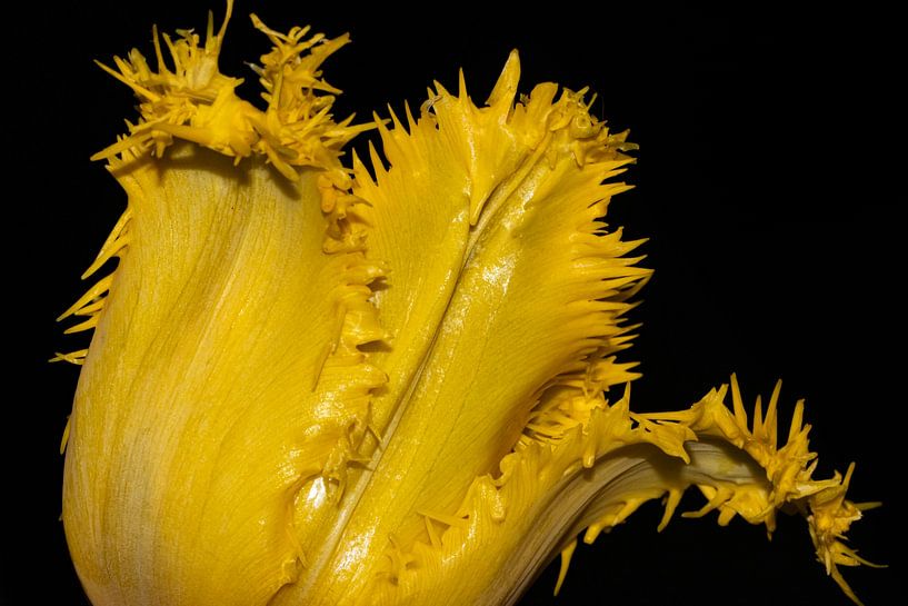 Gezackte Tulpe von Erik Spijkerman