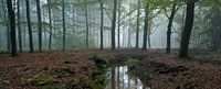 Foggy beech forest by Gonnie van de Schans thumbnail