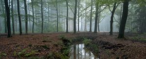 Mistig beukenbos