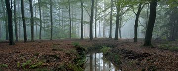 Foggy beech forest by Gonnie van de Schans