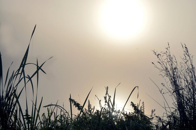 Mehr mit Pflanzen im Morgennebel bei aufgehender Sonne von Trinet Uzun