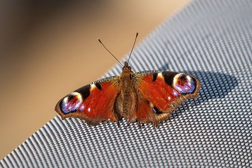 Dagpauwoog op bezoek.