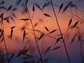 Gras bei Sonnenuntergang von Pieter en Anders Veltkamp Miniaturansicht