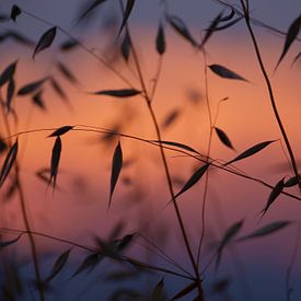 Herbe au coucher du soleil sur Pieter en Anders Veltkamp