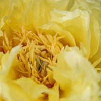 Pfingstrose High Noon - Paeonia suffruticosa