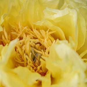 Pfingstrose High Noon - Paeonia suffruticosa