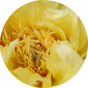 Pioen High Noon - Paeonia suffruticosa van Mixed media vector arts