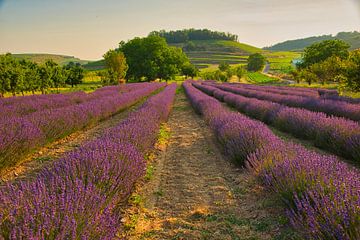 Real lavender in the Kaiserstuhl by Tanja Voigt