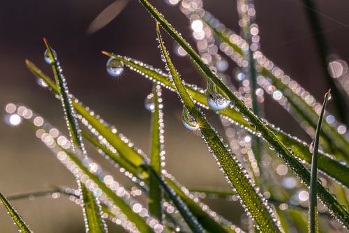 Stralende dauwdruppels aan het gras.