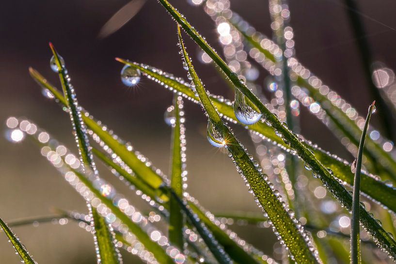 Radiant dewdrops on the grass. by Els Oomis