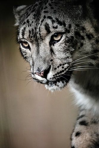 Snow leopard