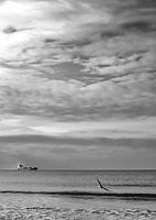 Boat and seagull