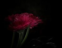 Gerbera