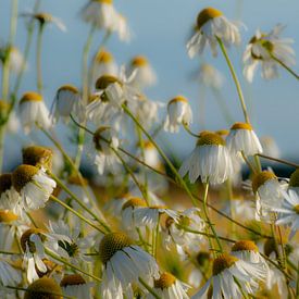 Chamomile in the evening sun by Margreet Boersma