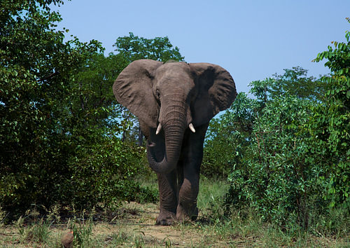 Olifant bull