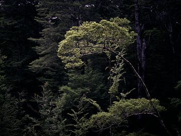 Suncatcher. Small tree catches light among forest giants.