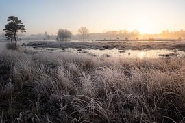 Ein Hauch von Frost von Angela Kraan