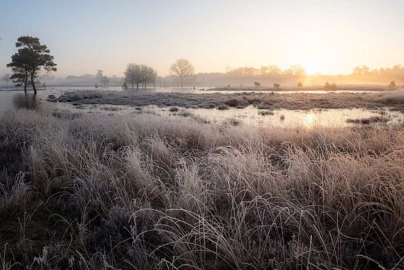 A touch of frost by Angela Kraan