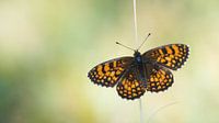 Südlicher Waldfalter (Melitaea Mellicta celadussa)