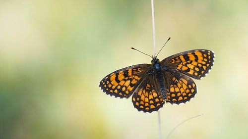 Southern woodland fritillary (Melitaea Mellicta celadussa)