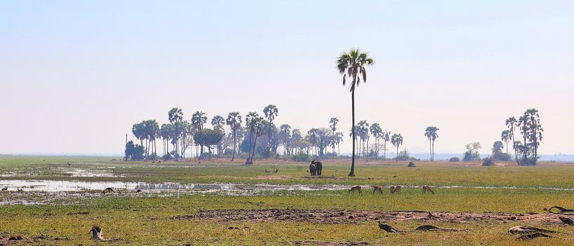 African savanna vista by Natuurpracht   Kees Doornenbal
