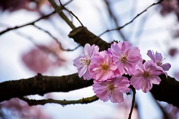 Charming cherry blossoms on a branch by marlika art